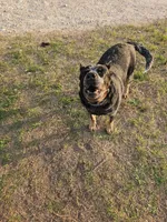 Blue Boy 1, a male Australian Cattle Dog for sale in Center Point, TX – 4 of 5