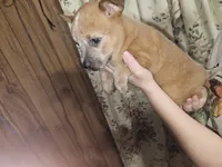 Red Boy 4, a male Australian Cattle Dog for sale in Center Point, TX – 2 of 3