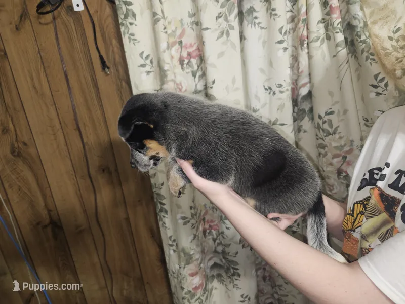 Blue Boy 5 – Australian Cattle Dog puppy for sale in Center Point, TX