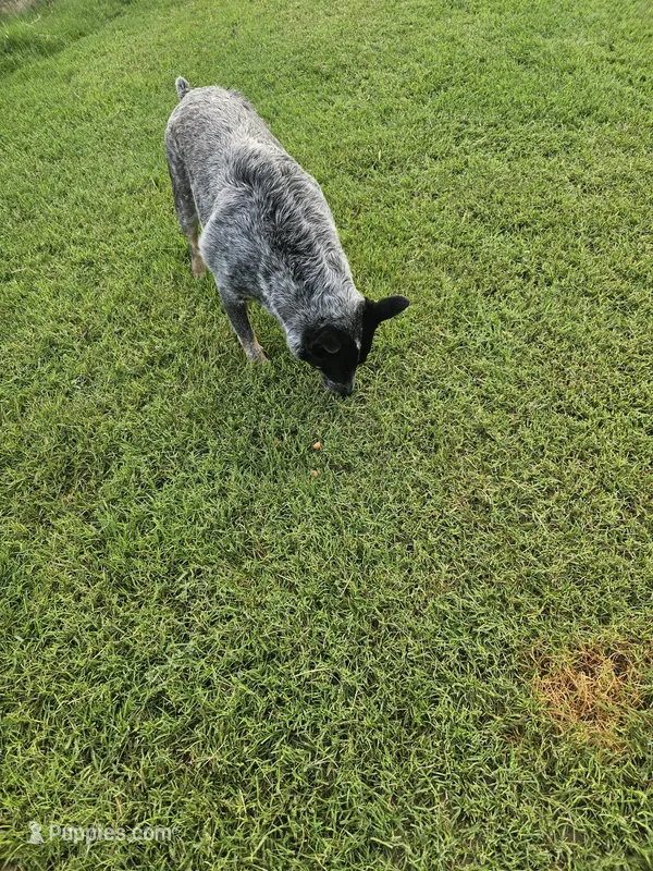 AKC Sugar Bear – Australian Cattle Dog puppy for sale in Center Point, TX