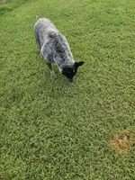 Sugar Bear, a female Australian Cattle Dog for sale in Center Point, TX – 4 of 4