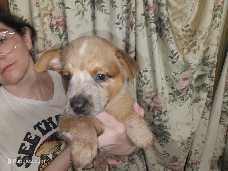 Big Red Boy 3 – Australian Cattle Dog puppy for sale in Center Point, TX