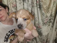 Big Red Boy 3, a male Australian Cattle Dog for sale in Center Point, TX – 1 of 3