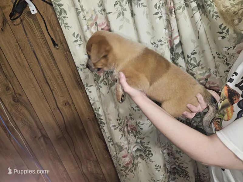 Red Girl 2 – Australian Cattle Dog puppy for sale in Center Point, TX
