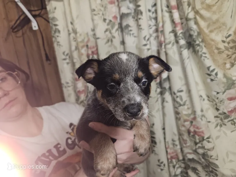 Blue Girl 7 – Australian Cattle Dog puppy for sale in Center Point, TX