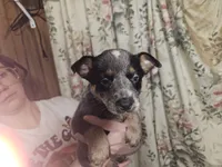 Blue Girl 7, a female Australian Cattle Dog for sale in Center Point, TX – 1 of 3