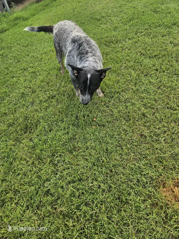 Sugar Bear – Australian Cattle Dog puppy for sale in Center Point, TX