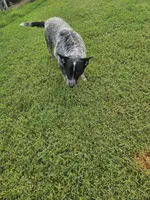 Sugar Bear, a female Australian Cattle Dog for sale in Center Point, TX – 1 of 4