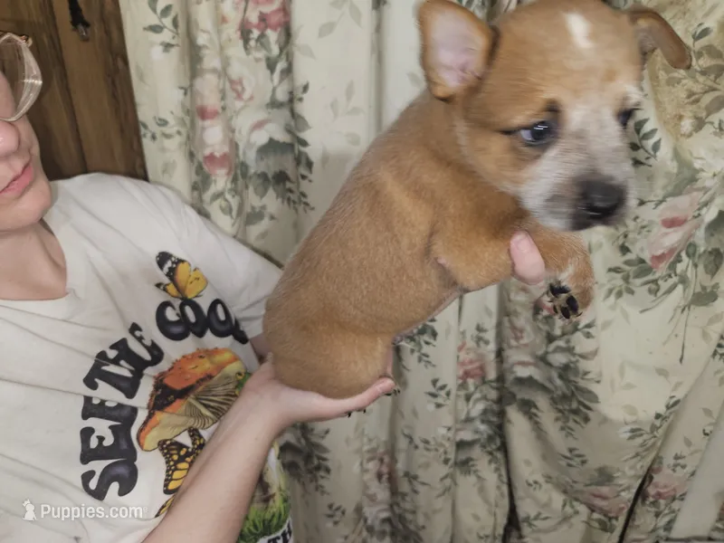 Red Boy 4 – Australian Cattle Dog puppy for sale in Center Point, TX