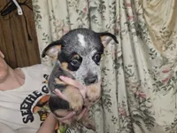 Blue Boy 5, a male Australian Cattle Dog for sale in Center Point, TX – 2 of 3