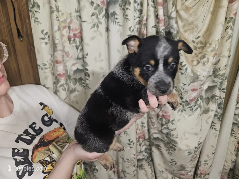 Blue Boy 1 – Australian Cattle Dog puppy for sale in Center Point, TX