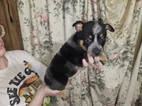 Blue Boy 1, a male Australian Cattle Dog for sale in Center Point, TX – 1 of 5