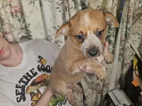 Red Girl 2, a female Australian Cattle Dog for sale in Center Point, TX – 2 of 3