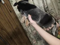 Blue Boy 1, a male Australian Cattle Dog for sale in Center Point, TX – 2 of 5