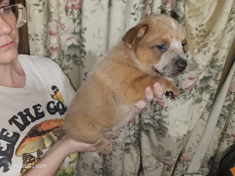 AKC Big Red Boy 3 – Australian Cattle Dog puppy for sale in Center Point, TX