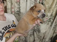 Big Red Boy 3, a male Australian Cattle Dog for sale in Center Point, TX – 3 of 3