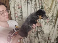 Blue Girl 7, a female Australian Cattle Dog for sale in Center Point, TX – 3 of 3