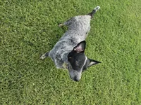 Sugar Bear, a female Australian Cattle Dog for sale in Center Point, TX – 3 of 4