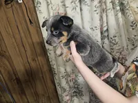Blue Girl 7, a female Australian Cattle Dog for sale in Center Point, TX – 2 of 3