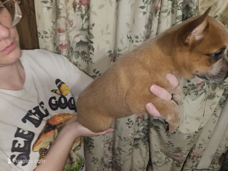 AKC Red Boy 4 – Australian Cattle Dog puppy for sale in Center Point, TX