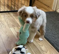 Mercy, a male Miniature Australian Shepherd and Toy Australian Shepherd for sale in Greenville, FL – 6 of 7