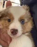 Mercy, a male Miniature Australian Shepherd and Toy Australian Shepherd for sale in Greenville, FL – 7 of 7