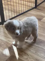 Mercy, a male Miniature Australian Shepherd and Toy Australian Shepherd for sale in Greenville, FL – 2 of 7