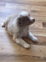 Mercy, a male Miniature Australian Shepherd and Toy Australian Shepherd for sale in Greenville, FL – 5 of 7