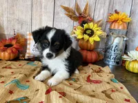 Faith, a female Miniature Australian Shepherd and Toy Australian Shepherd for sale in Greenville, FL – 3 of 5