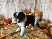 Faith, a female Miniature Australian Shepherd and Toy Australian Shepherd for sale in Greenville, FL – 4 of 5