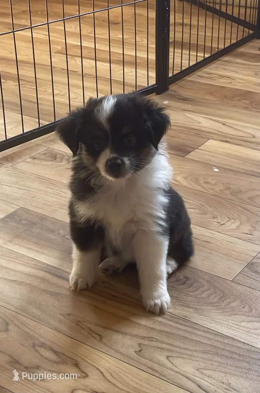 Faith – Miniature Australian Shepherd, Toy Australian Shepherd puppy for sale in Greenville, FL