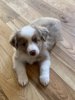 Mercy, a male Miniature Australian Shepherd and Toy Australian Shepherd for sale in Greenville, FL – 4 of 7
