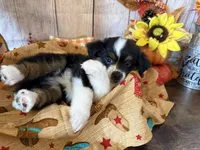 Faith, a female Miniature Australian Shepherd and Toy Australian Shepherd for sale in Greenville, FL – 5 of 5