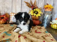 Faith, a female Miniature Australian Shepherd and Toy Australian Shepherd for sale in Greenville, FL – 2 of 5