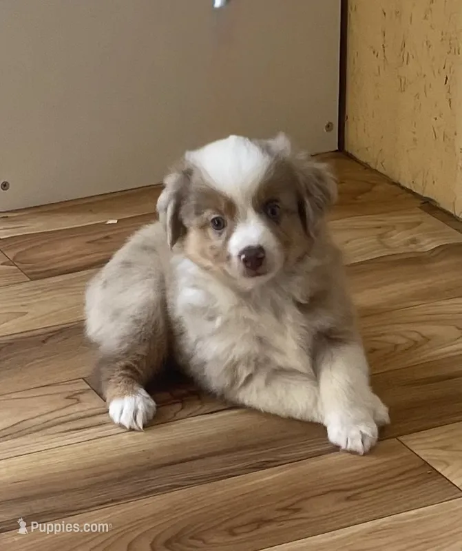 Mercy – Miniature Australian Shepherd, Toy Australian Shepherd puppy for sale in Greenville, FL
