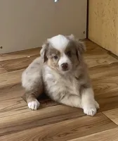 Mercy, a male Miniature Australian Shepherd and Toy Australian Shepherd for sale in Greenville, FL – 1 of 7