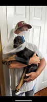 Rex, a male Doberman Pinscher for sale in Fayetteville, NC – 2 of 3