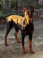 Perry, a male Doberman Pinscher for sale in Fayetteville, NC – 2 of 2