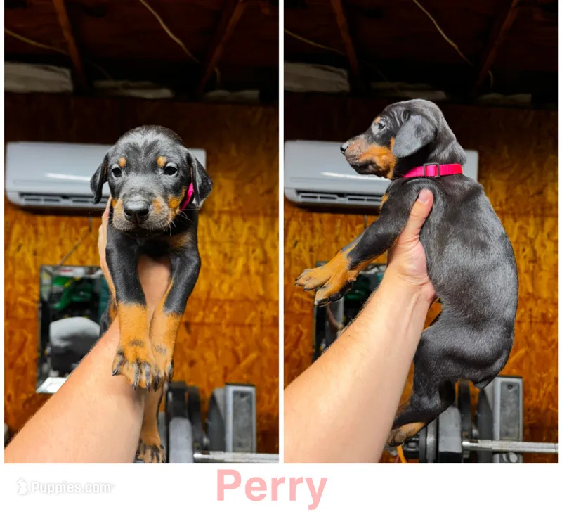 Perry – Doberman Pinscher puppy for sale in Fayetteville, NC
