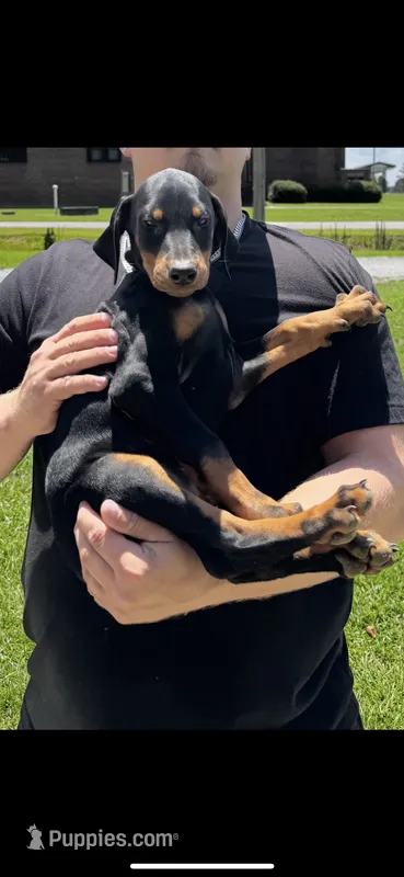 Sunflower – Doberman Pinscher puppy for sale in Fayetteville, NC