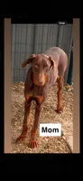Sunflower , a female Doberman Pinscher for sale in Fayetteville, NC – 3 of 4