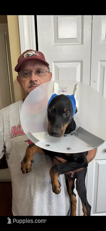 Rex – Doberman Pinscher puppy for sale in Fayetteville, NC