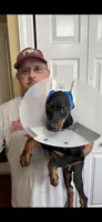 Rex, a male Doberman Pinscher for sale in Fayetteville, NC – 1 of 3