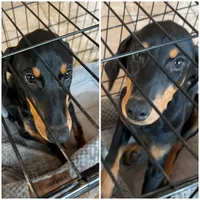 Sunflower, a female Doberman Pinscher for sale in Fayetteville, NC – 2 of 3