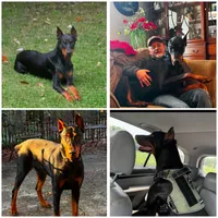 Rex, a male Doberman Pinscher for sale in Fayetteville, NC – 3 of 3