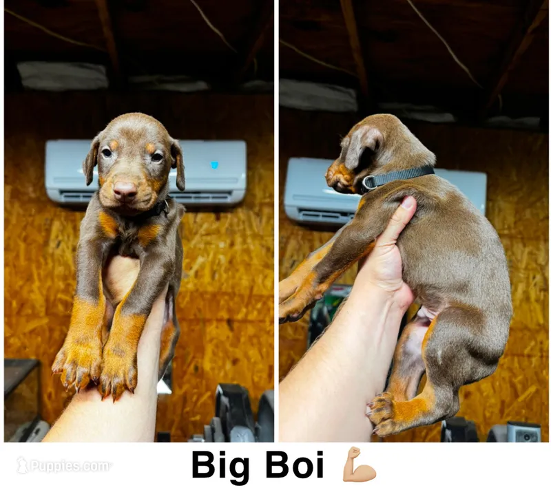 Big Boi – Doberman Pinscher puppy for sale in Fayetteville, NC