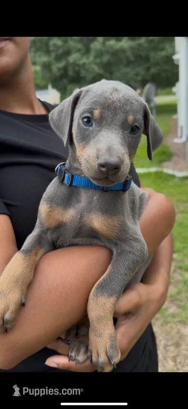 Bluey – Doberman Pinscher puppy for sale in Wilmington, NC