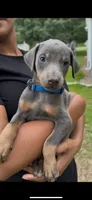 Bluey, a female Doberman Pinscher for sale in Wilmington, NC – 1 of 3