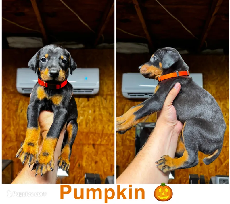 Pumpkin – Doberman Pinscher puppy for sale in Wilmington, NC