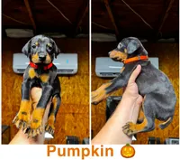 Pumpkin, a female Doberman Pinscher for sale in Wilmington, NC – 1 of 1